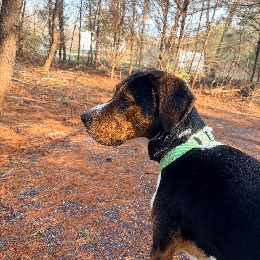 Enlarge Toby, a Adoptable mixed breed in Harrisonburg, VA image 5/6