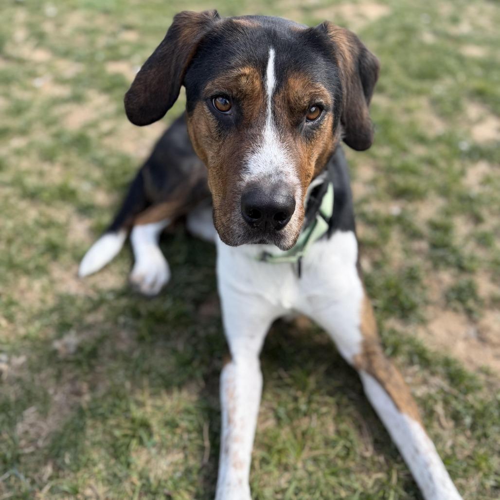 Enlarge Toby, a Adoptable mixed breed in Harrisonburg, VA image 6/6