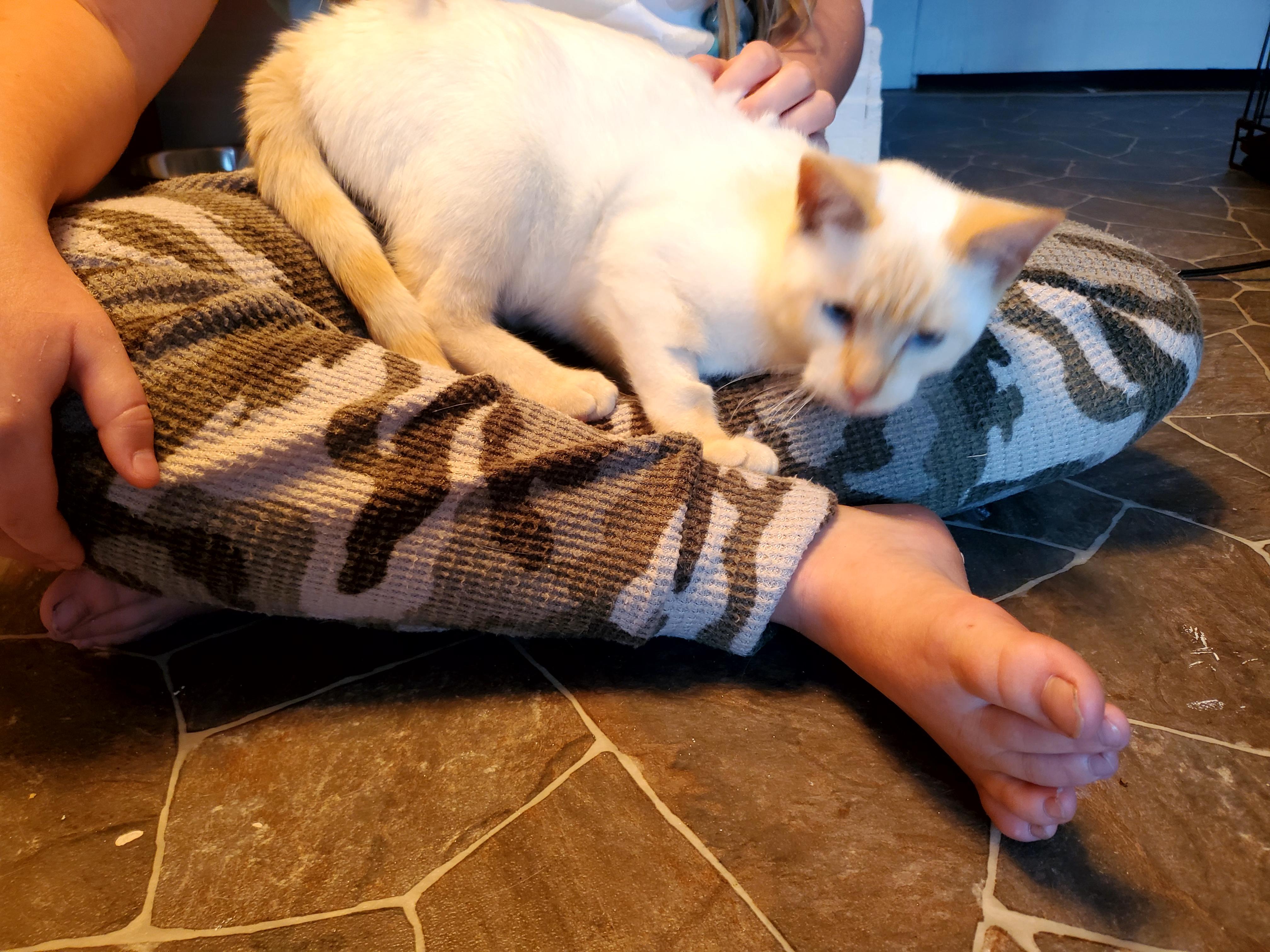 Honey & Cara, a Adoptable Siamese in Gladwin, MI image 2/6