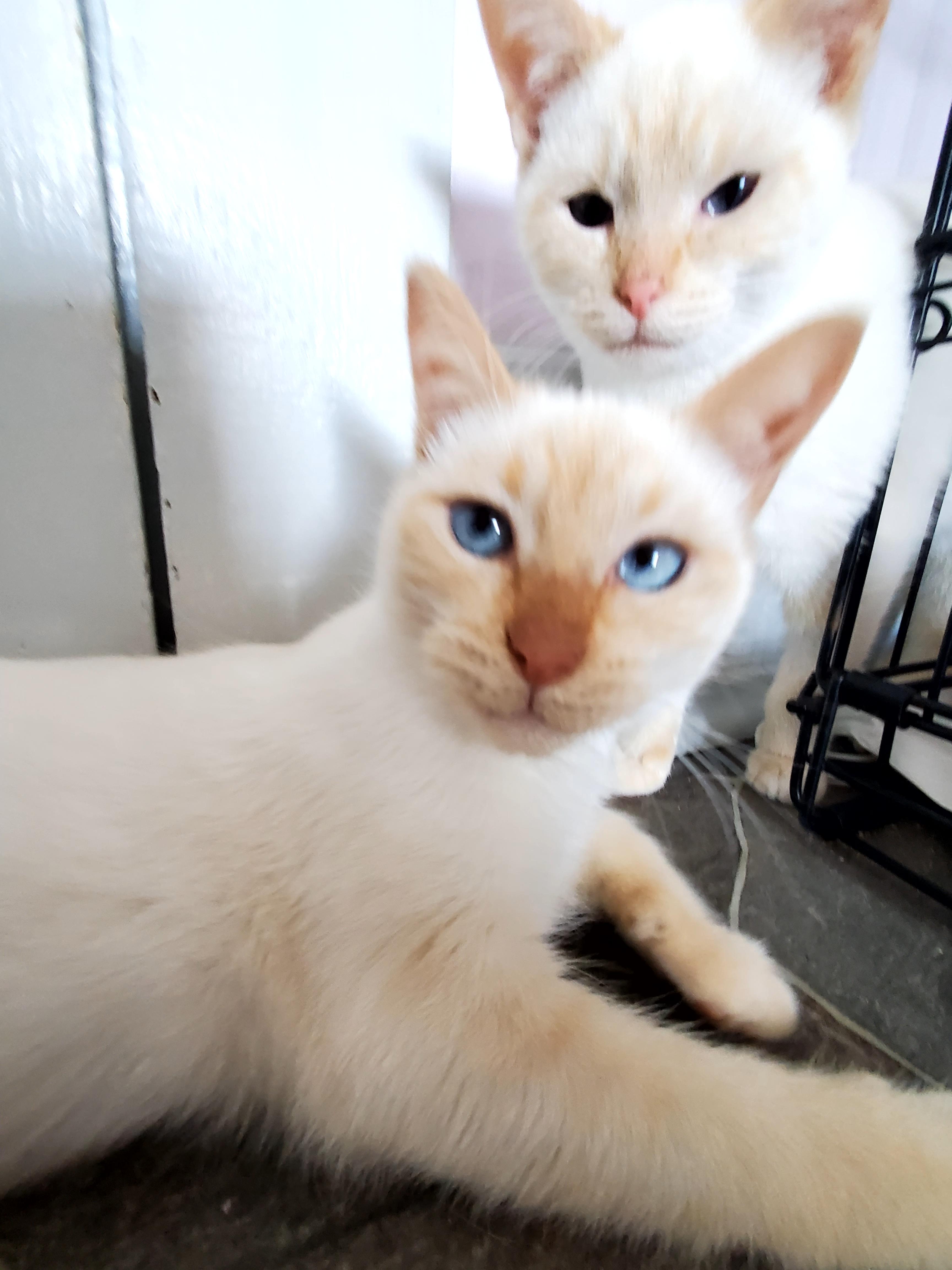 Honey & Cara, a Adoptable Siamese in Gladwin, MI image 6/6