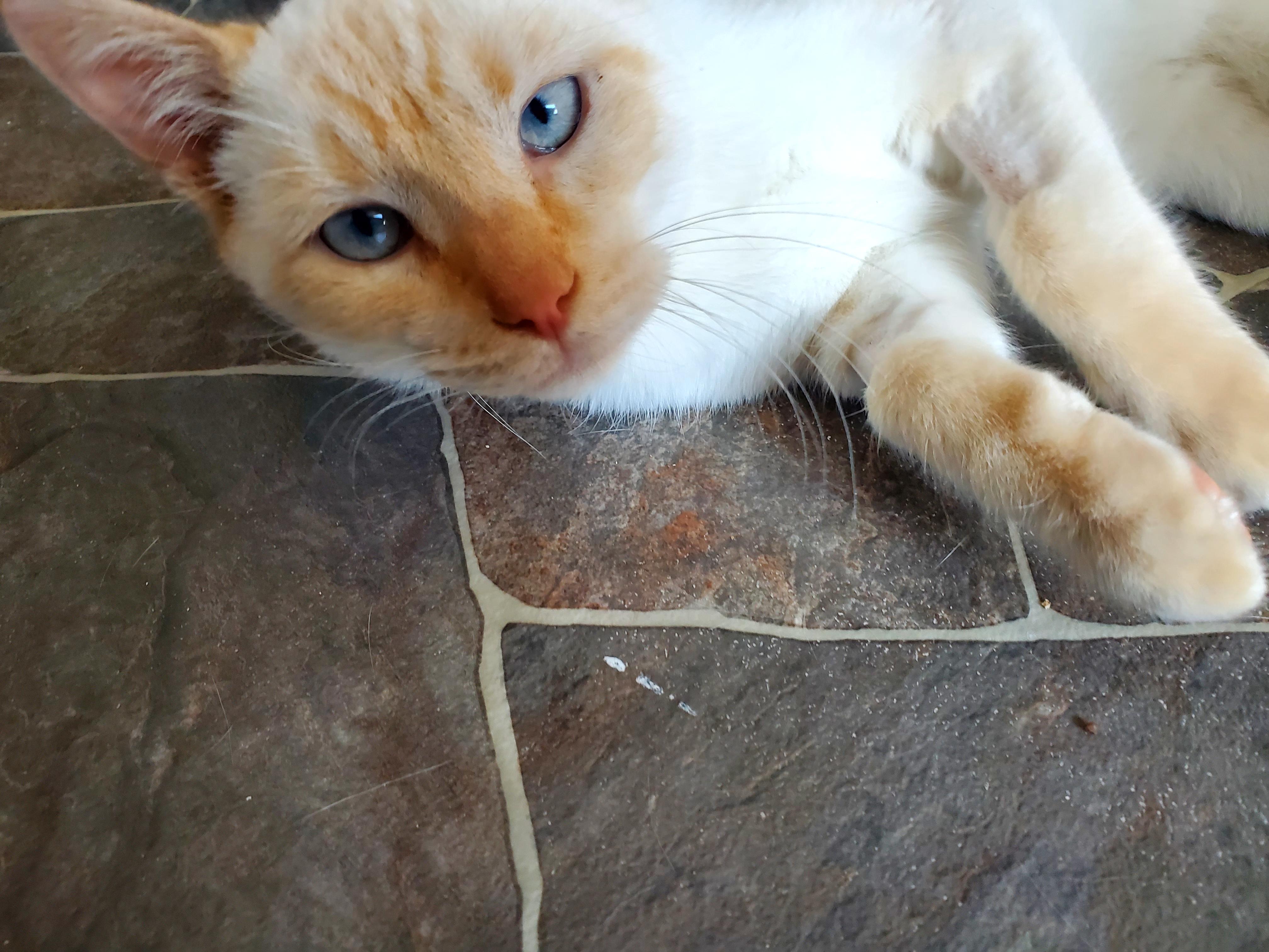 Honey & Cara, a Adoptable Siamese in Gladwin, MI image 1/6