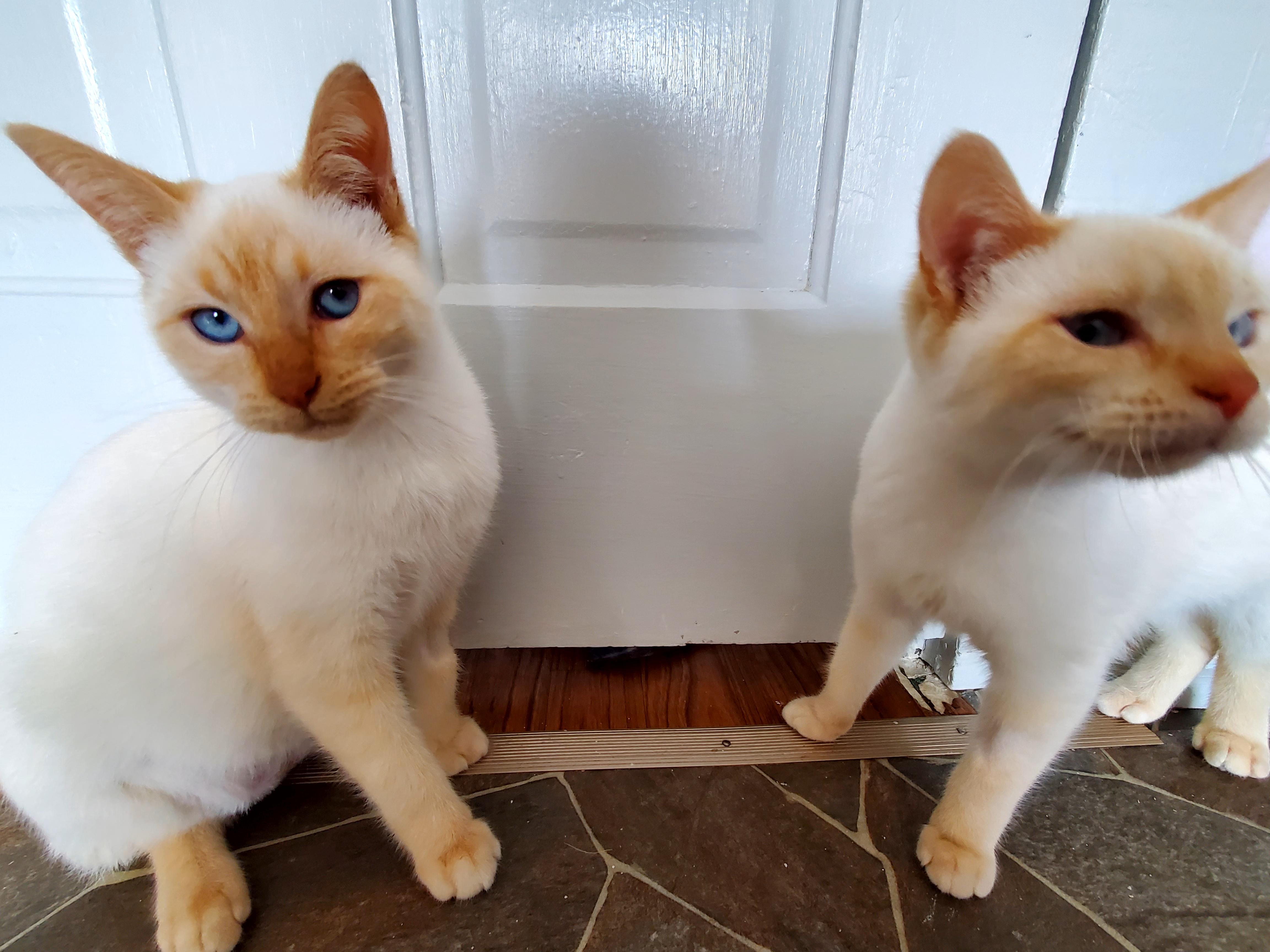 Honey & Cara, a Adoptable Siamese in Gladwin, MI image 5/6