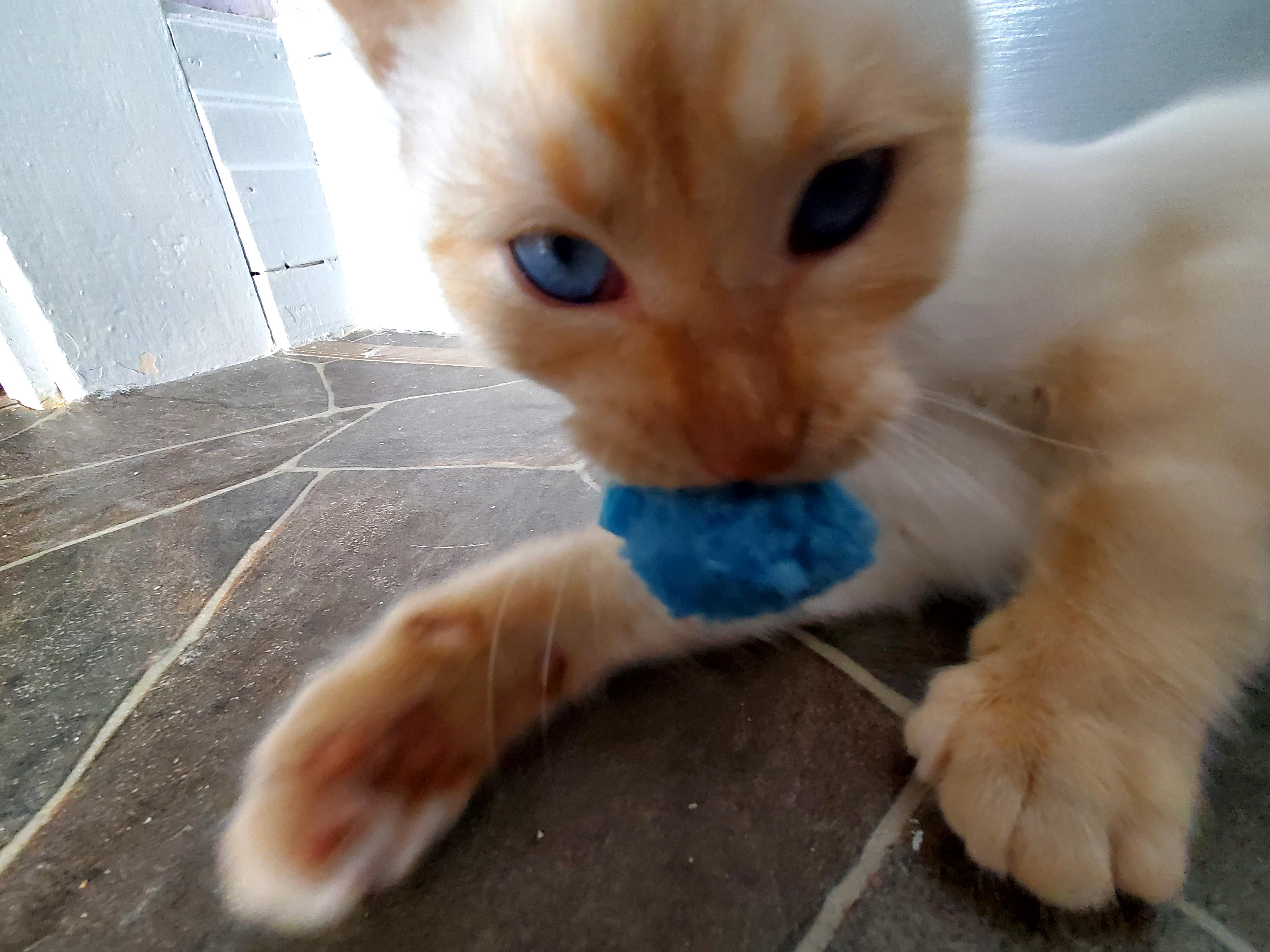 Honey & Cara, a Adoptable Siamese in Gladwin, MI image 4/6