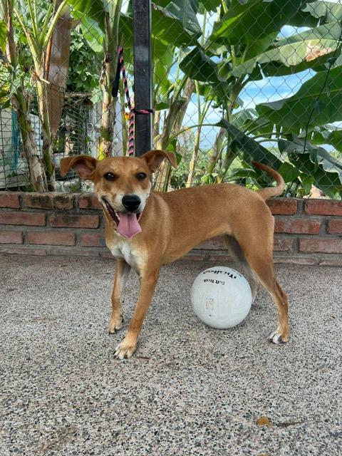 Enlarge Sandy, a Adoptable mixed breed in Edmonton, AB image 2/5