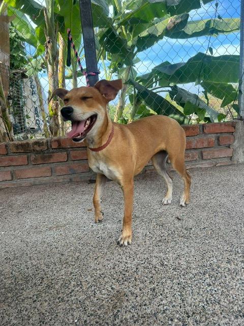 Enlarge Sandy, a Adoptable mixed breed in Edmonton, AB image 4/5