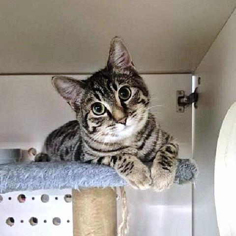 Pigeon, Adoptable, Kitten Female Tabby.