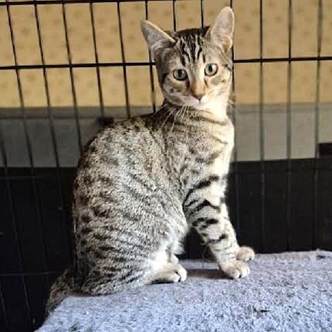 Pigeon, Adoptable, Kitten Female Tabby.
