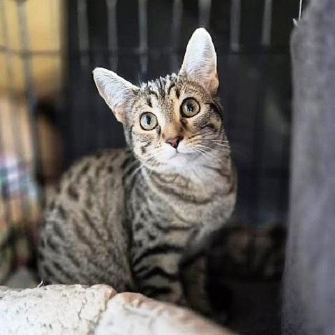 Pigeon, a Adoptable Tabby in Salt Lake City, UT image 2/3