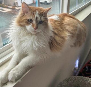 Orson, adopted, Young Male Domestic Medium Hair.