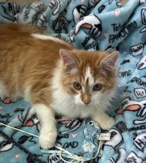 Orson, an adopted Domestic Medium Hair in Mount Prospect, IL image 4/4