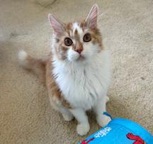 Orson, an adopted Domestic Medium Hair in Mount Prospect, IL image 3/4