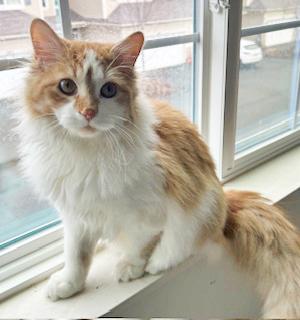Orson, an adopted Domestic Medium Hair in Mount Prospect, IL image 2/4