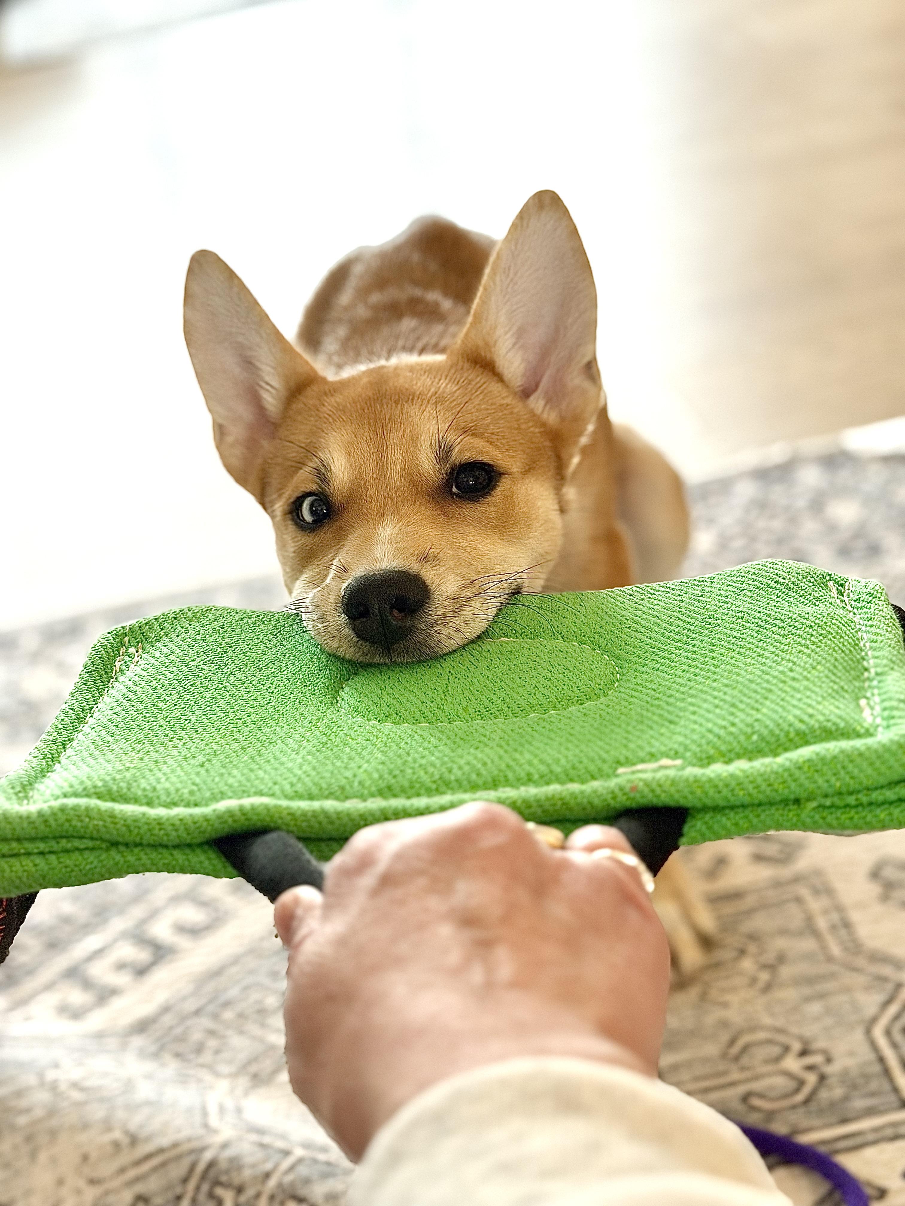 Enlarge Emmy, a Adoptable mixed breed in Buffalo, NY image 6/6