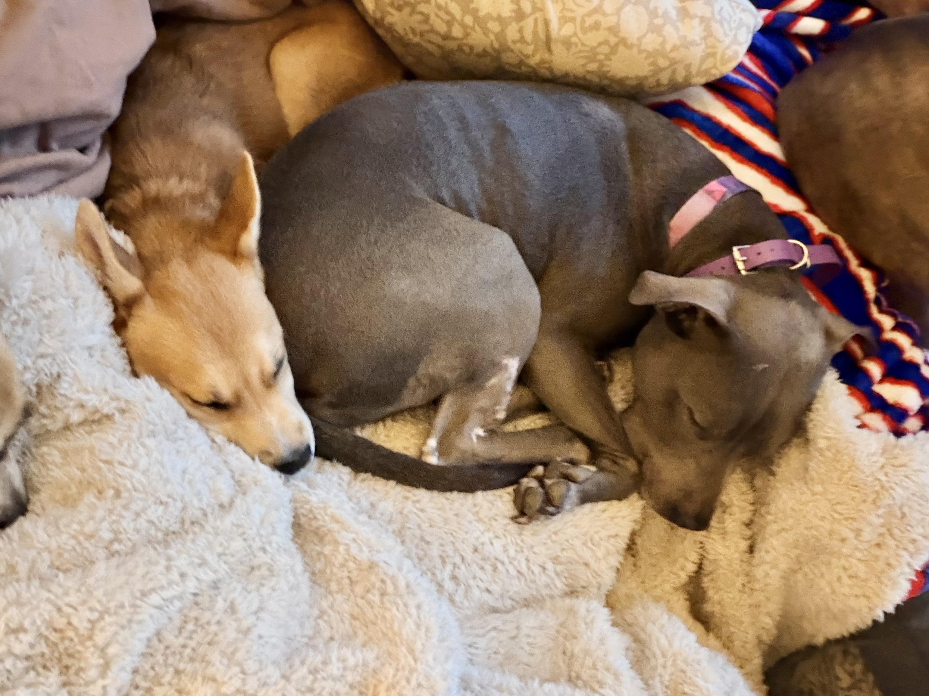 Enlarge Emmy, a Adoptable mixed breed in Buffalo, NY image 3/6