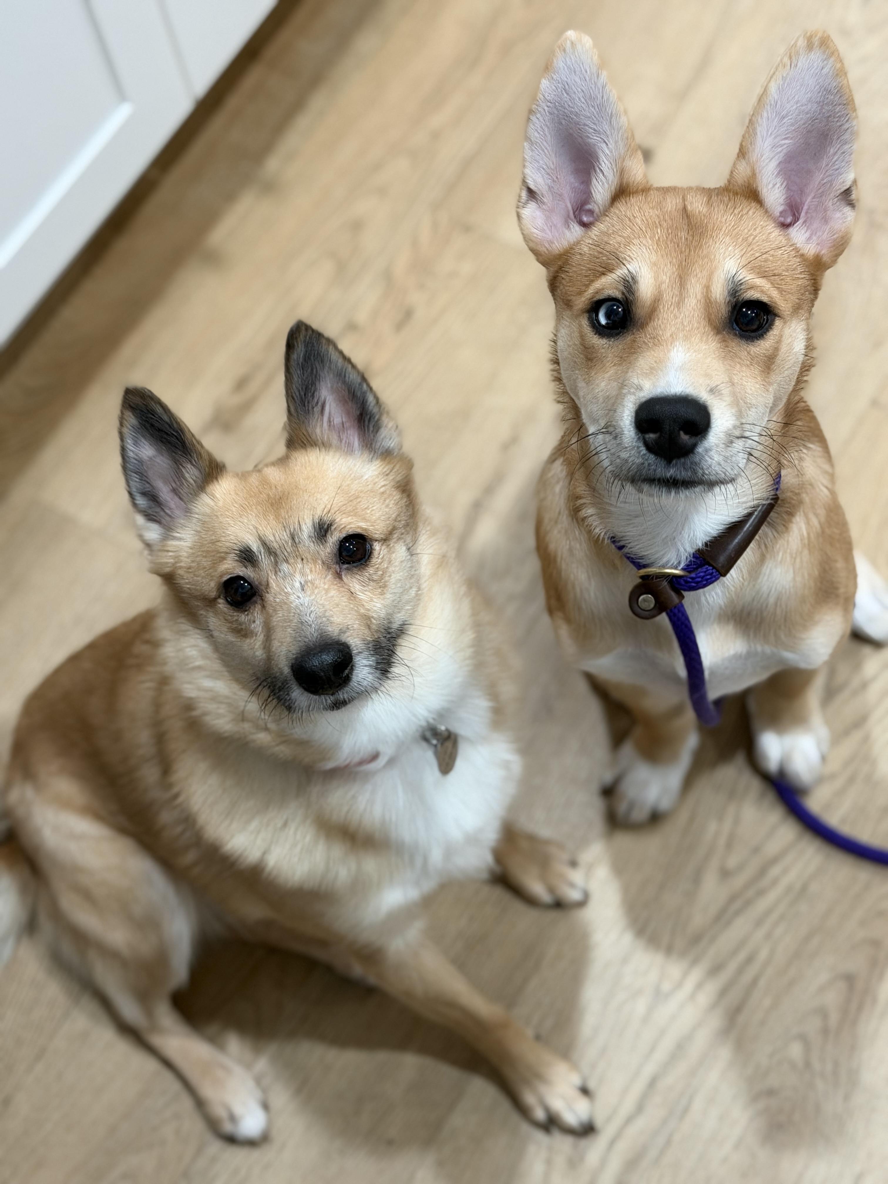 Enlarge Emmy, a Adoptable mixed breed in Buffalo, NY image 5/6