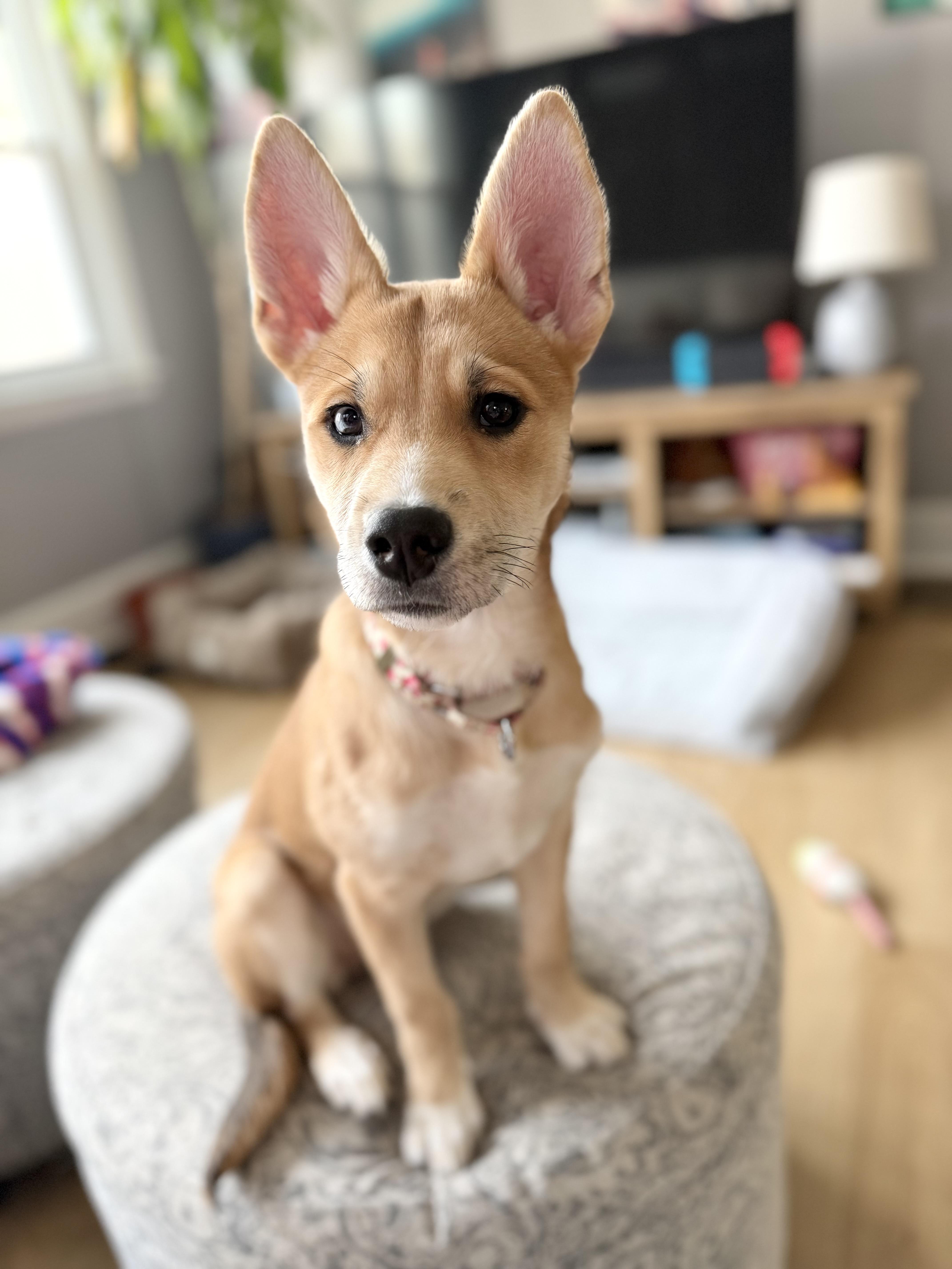 Enlarge Emmy, a Adoptable mixed breed in Buffalo, NY image 2/6