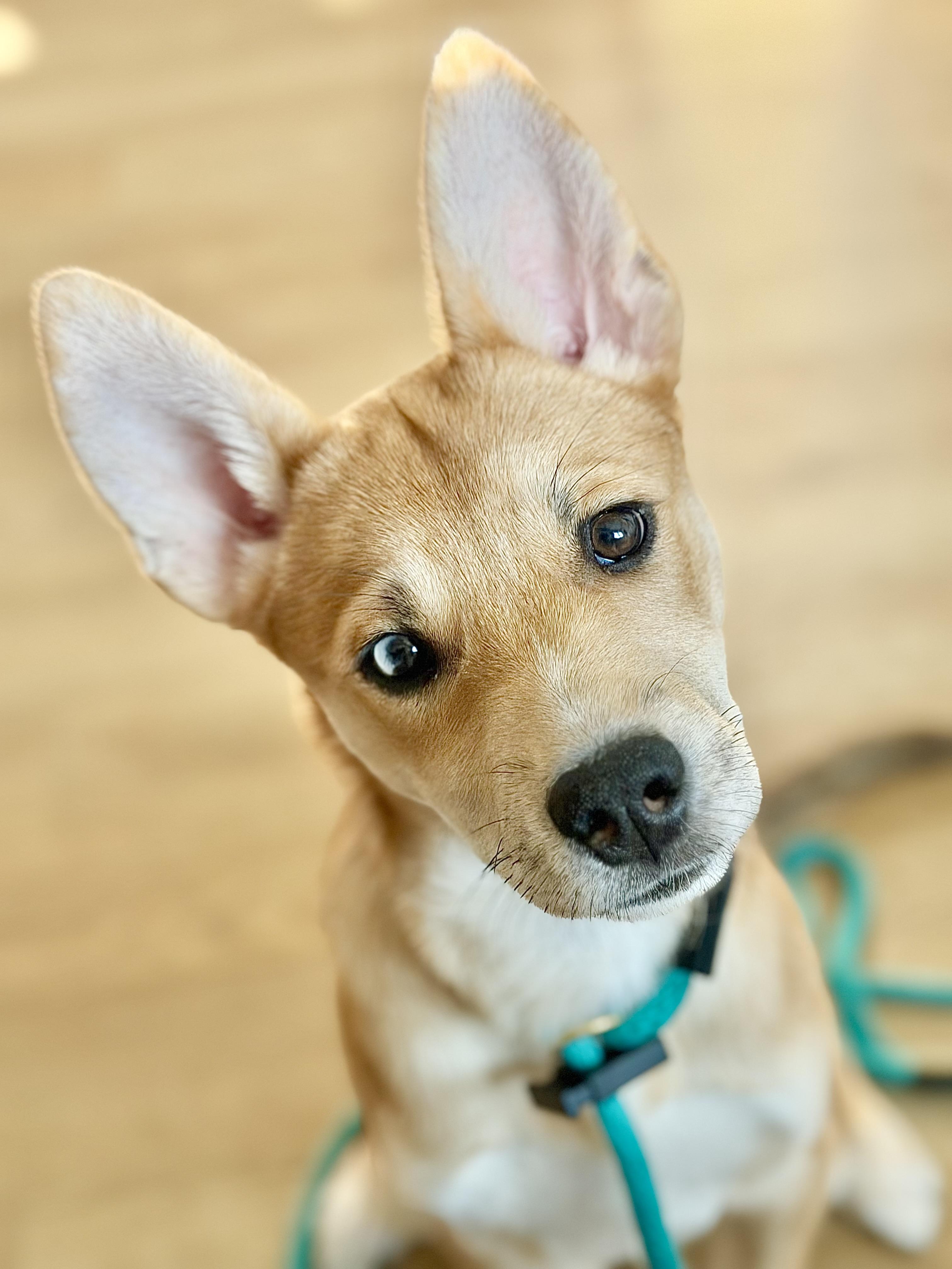 Enlarge Emmy, a Adoptable mixed breed in Buffalo, NY image 1/6