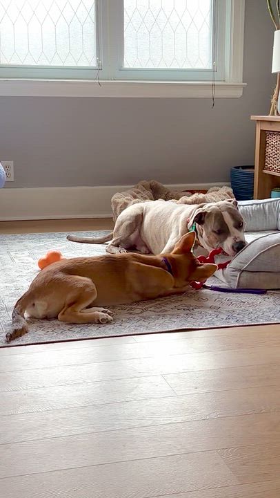 Enlarge Emmy, a Adoptable mixed breed in Buffalo, NY video 4/6