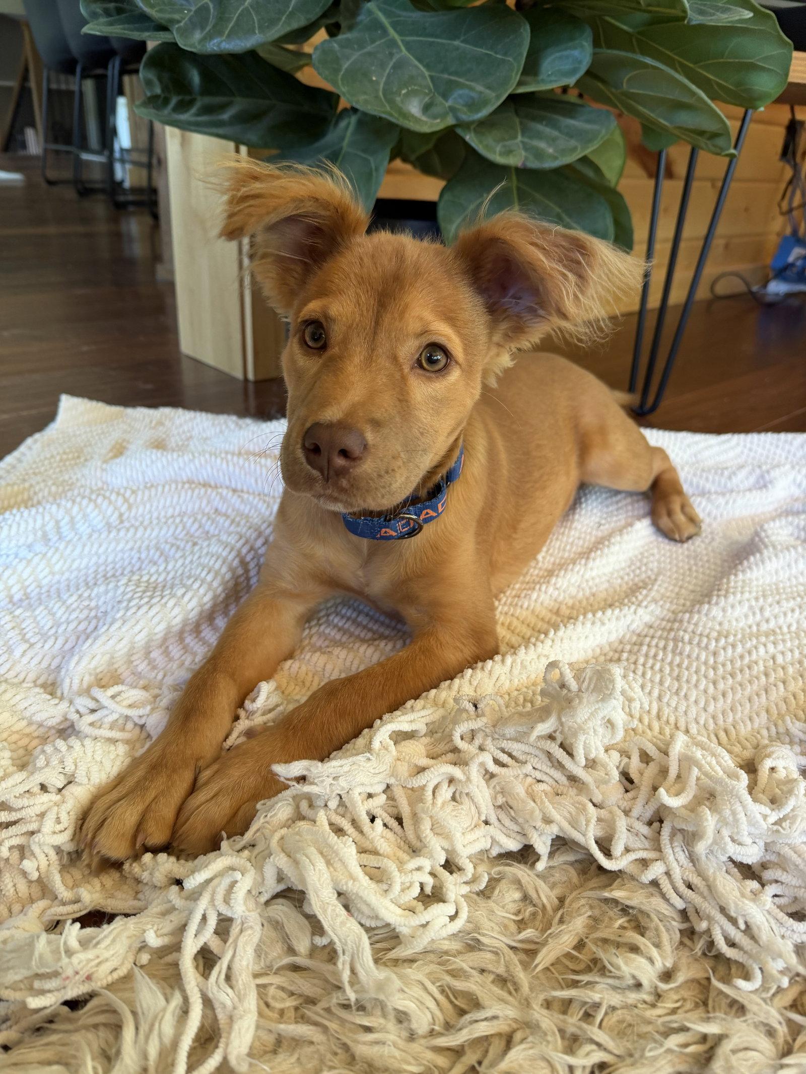 Lacy, Adoptable, Puppy Female Golden Retriever.