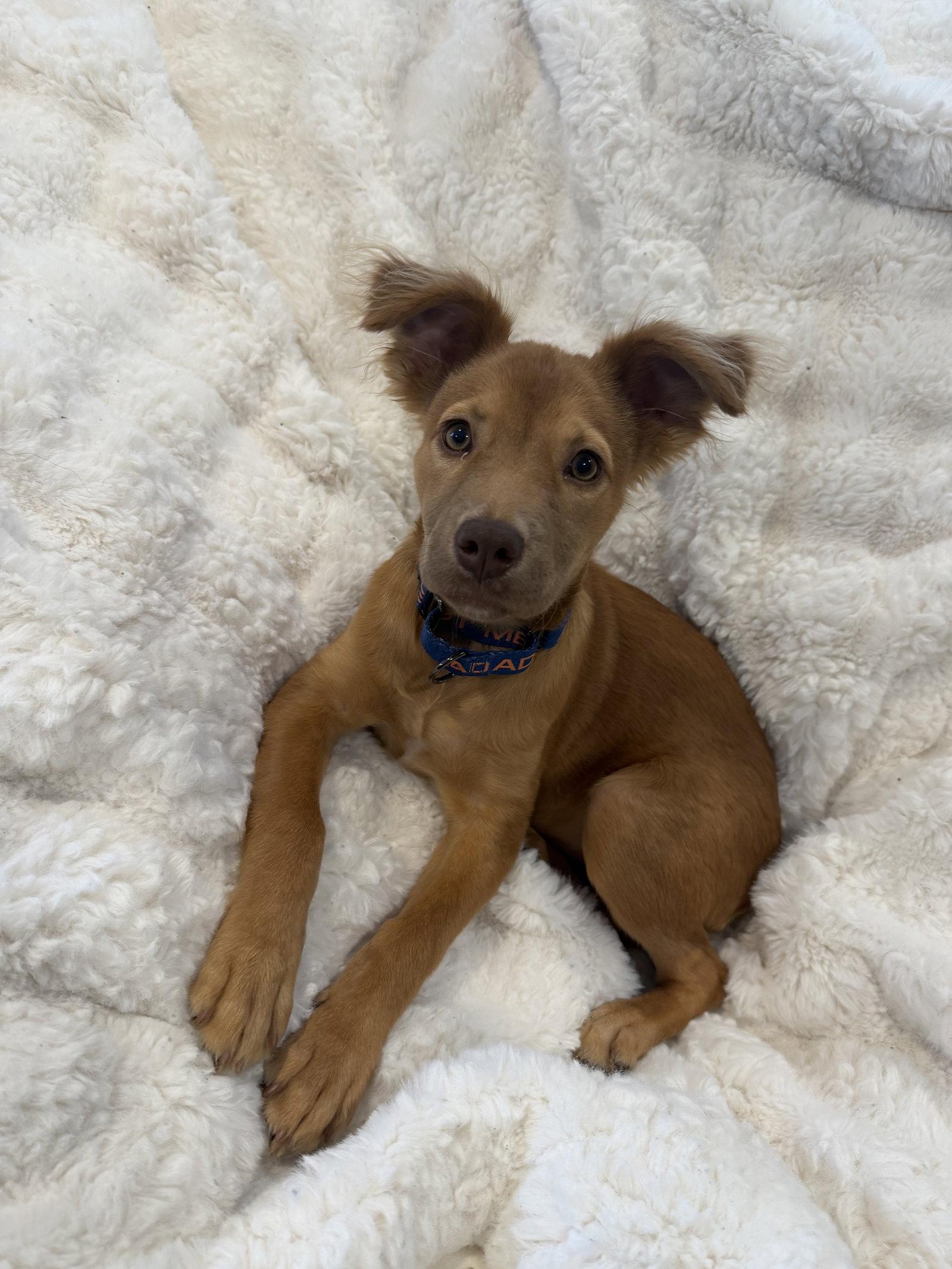 Enlarge Lacy, a Adoptable Golden Retriever in Brooklyn Center, MN image 2/3