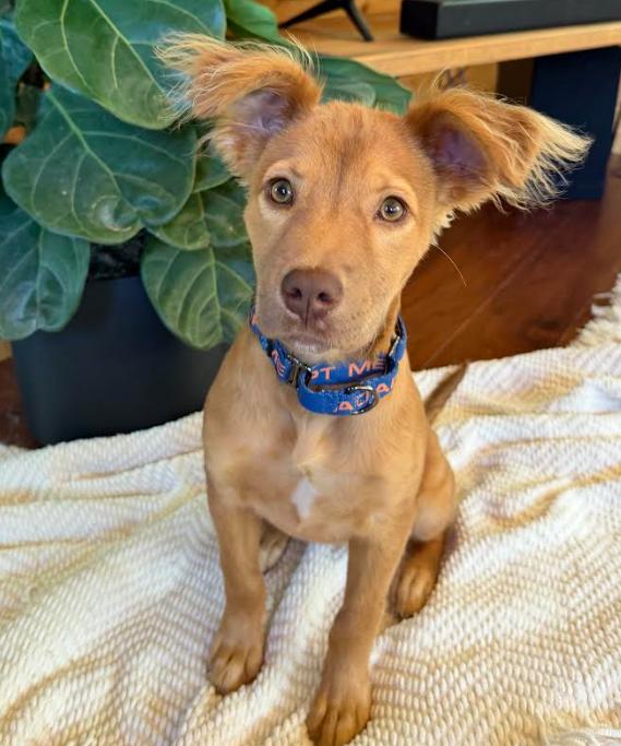 Enlarge Lacy, a Adoptable Golden Retriever in Brooklyn Center, MN image 3/3