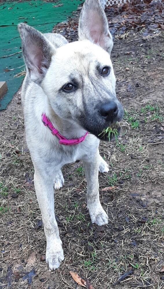 Holly, an adopted mixed breed in Charlotte, NC image 1/5