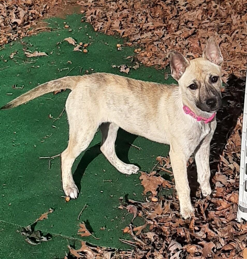 Holly, an adopted mixed breed in Charlotte, NC image 3/5