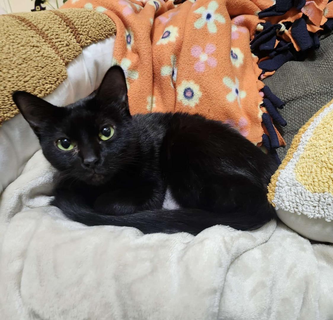 Enlarge Ciya, a ADOPTABLE Domestic Short Hair in Stillwater, OK image 1/1