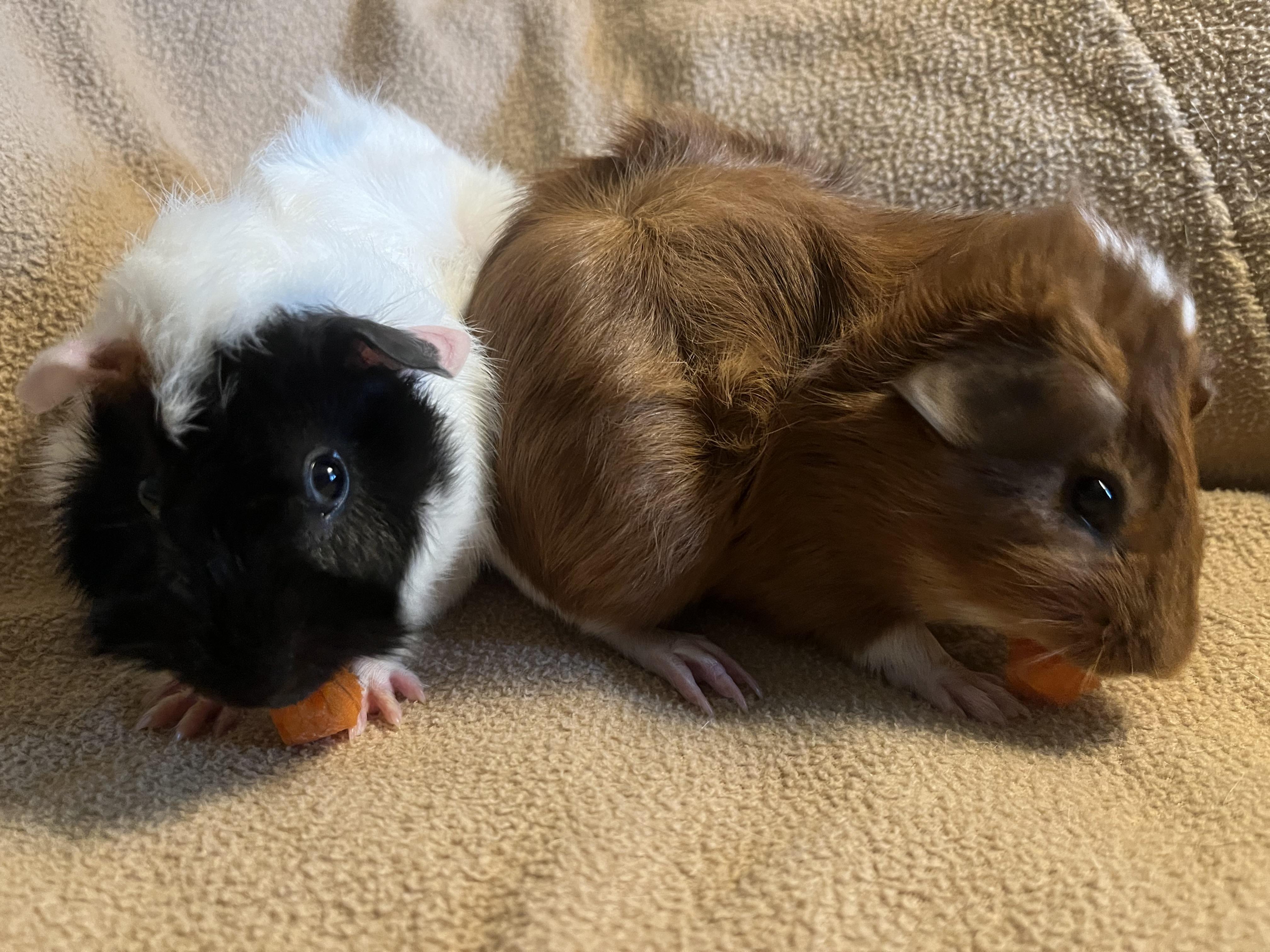 Enlarge Beignet & Empanada, an adoptable Guinea Pig in Austin, TX image 2/6