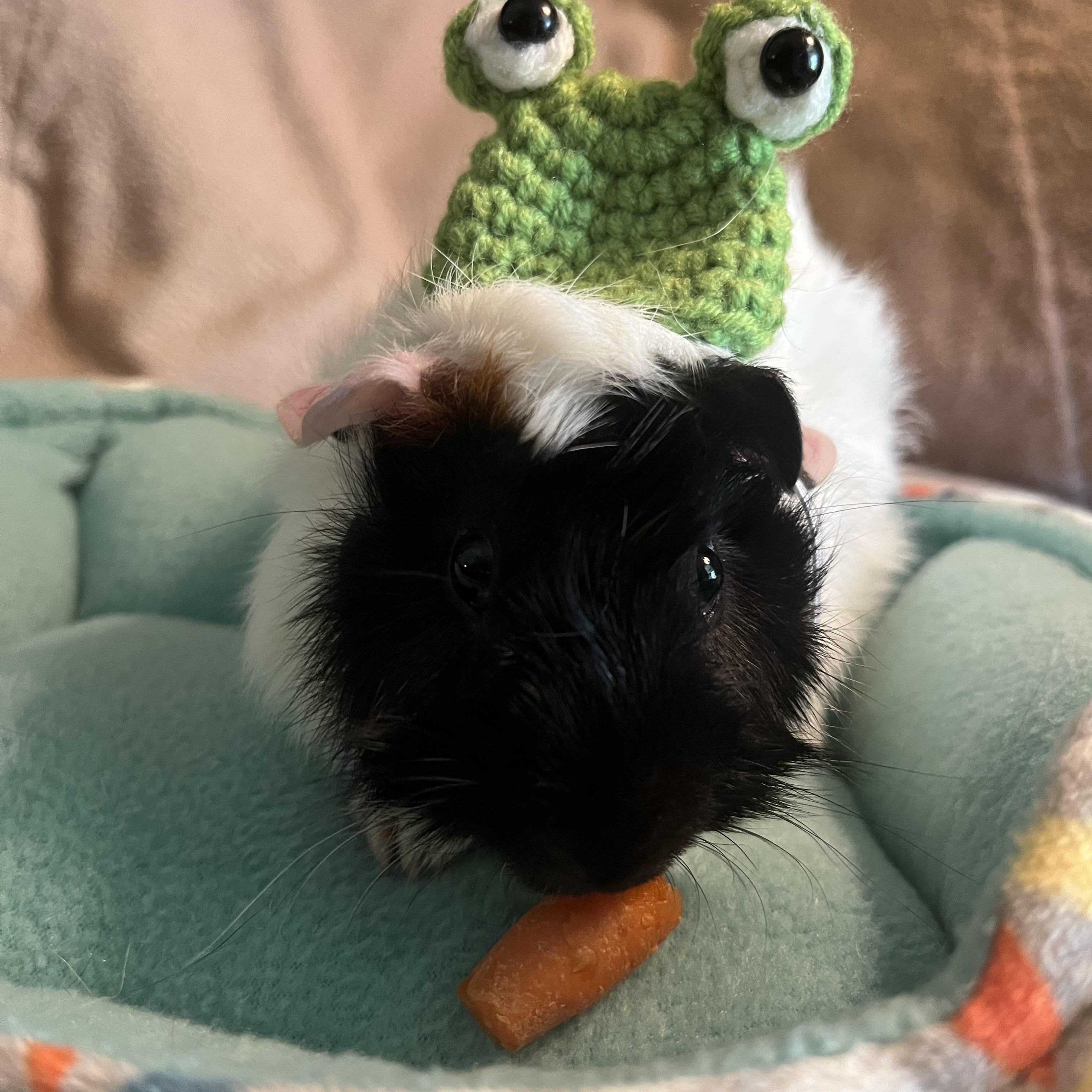 Enlarge Beignet & Empanada, an adoptable Guinea Pig in Austin, TX image 5/6