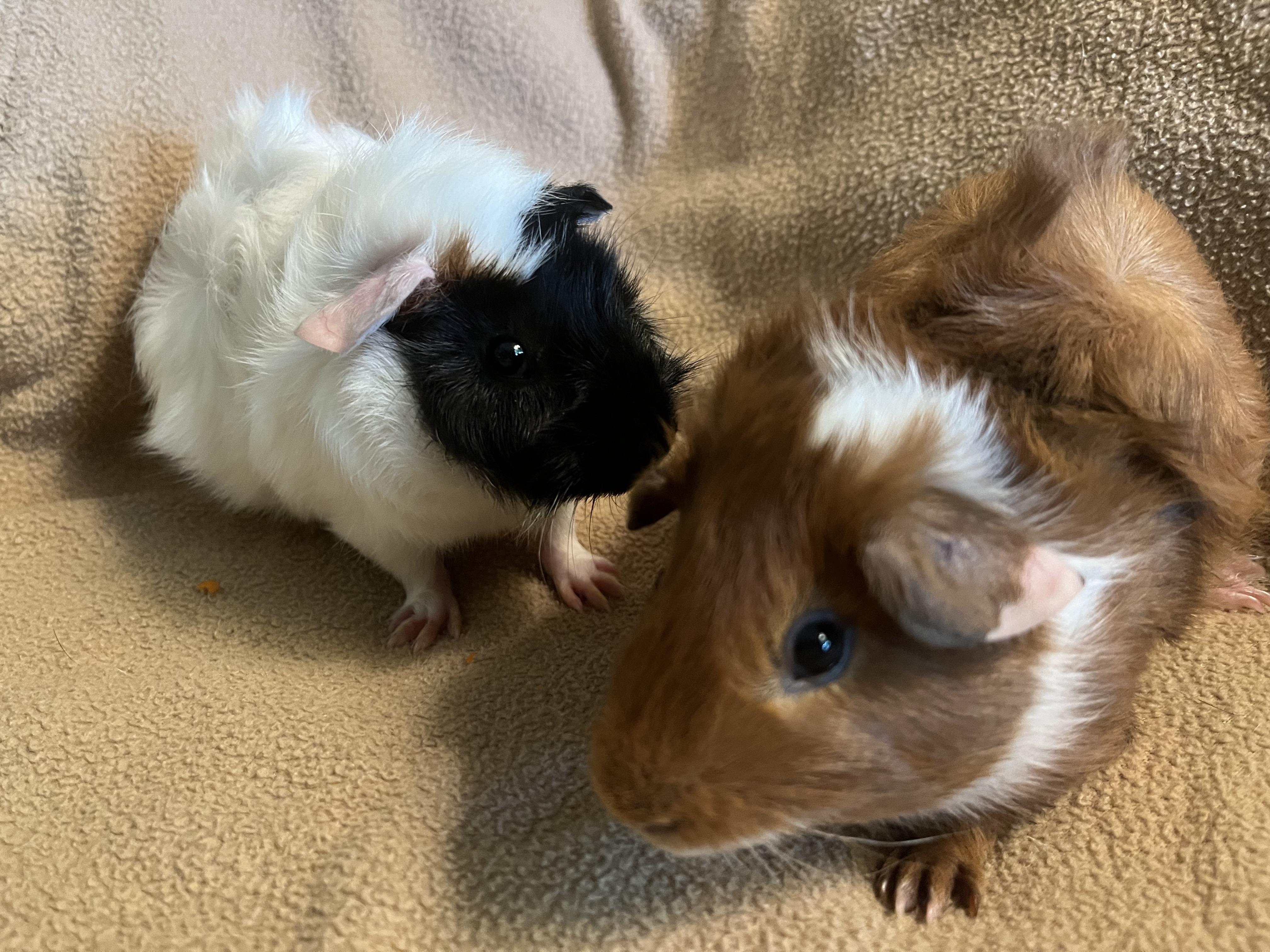 Beignet & Empanada, adoptable, Baby Male Guinea Pig.