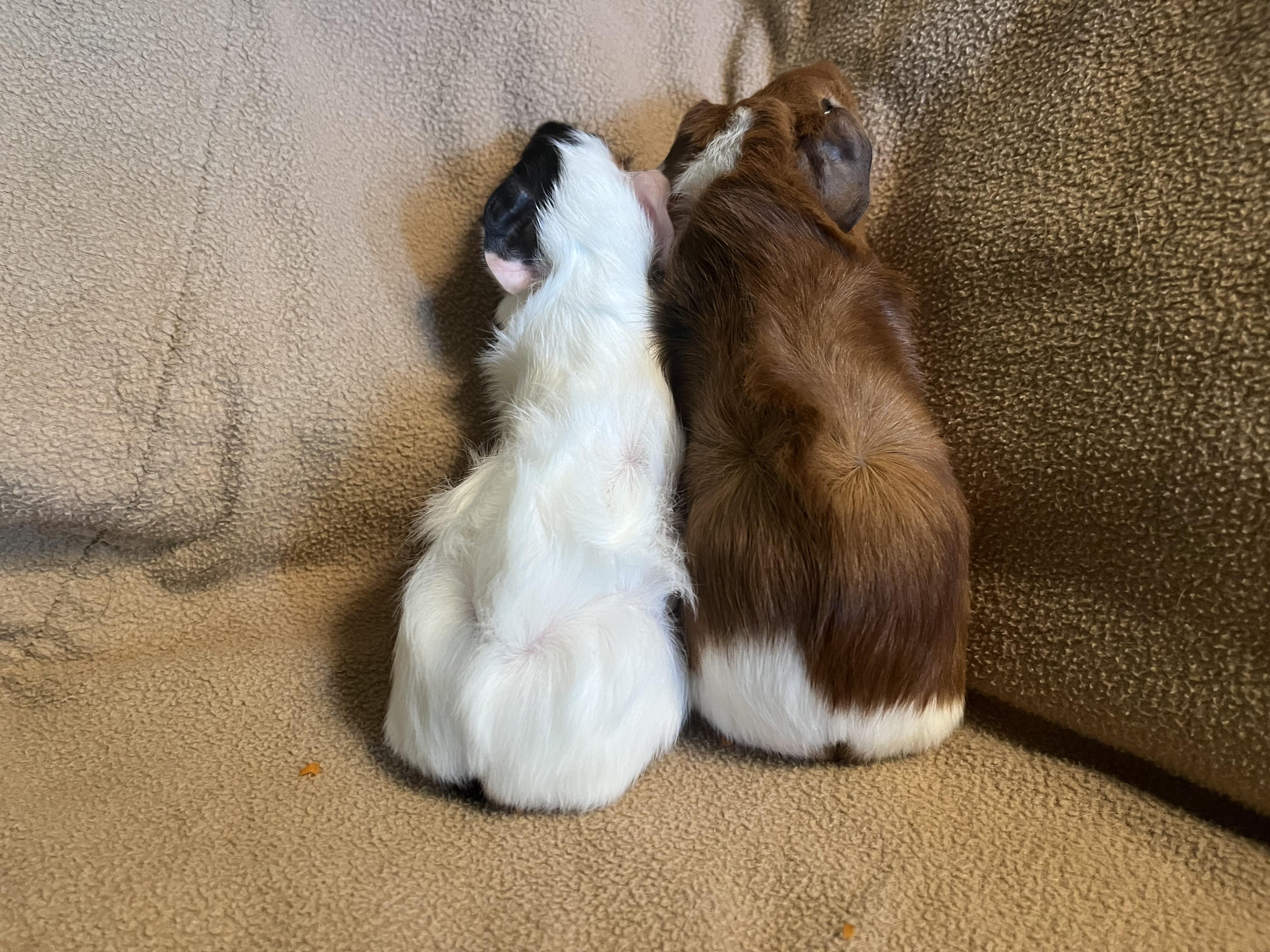 Enlarge Beignet & Empanada, an adoptable Guinea Pig in Austin, TX image 4/6