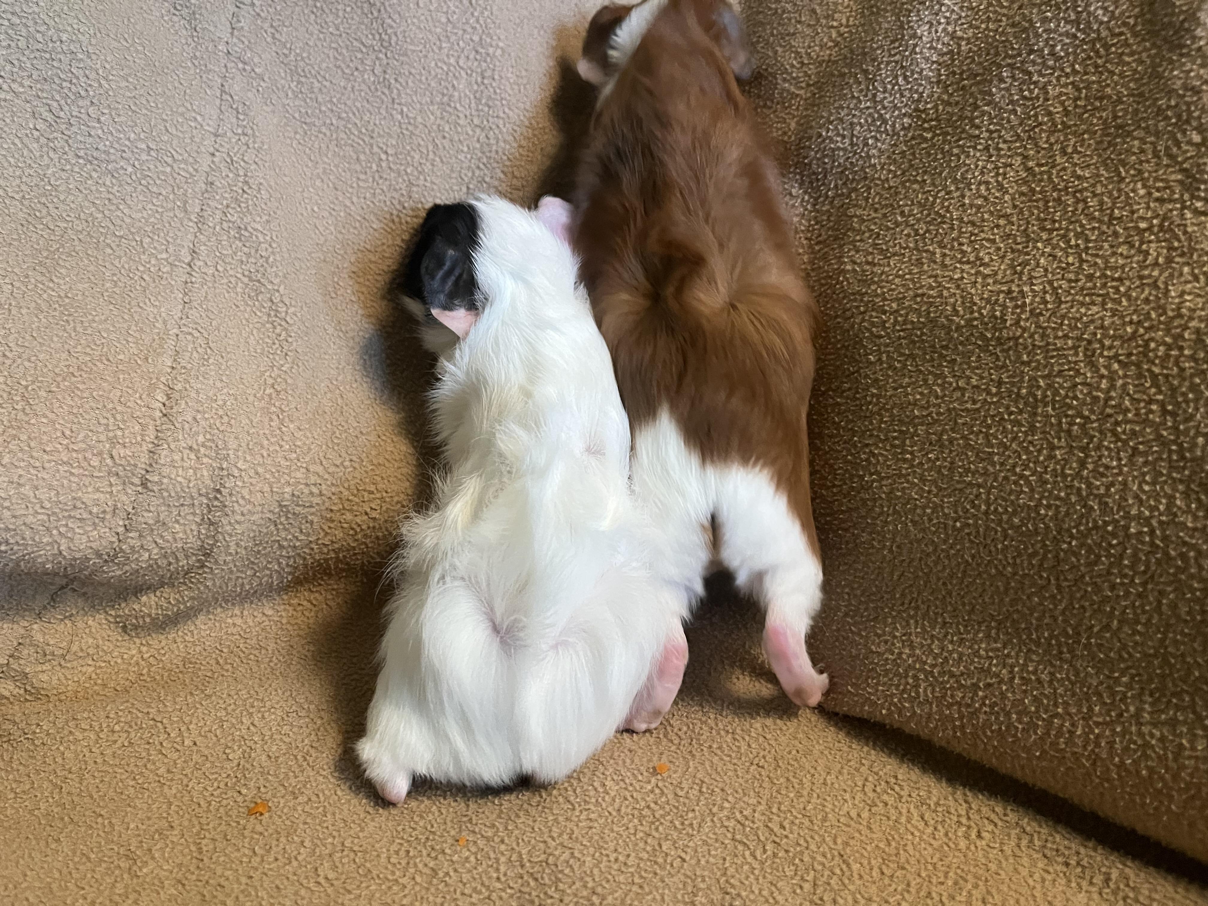 Enlarge Beignet & Empanada, an adoptable Guinea Pig in Austin, TX image 3/6