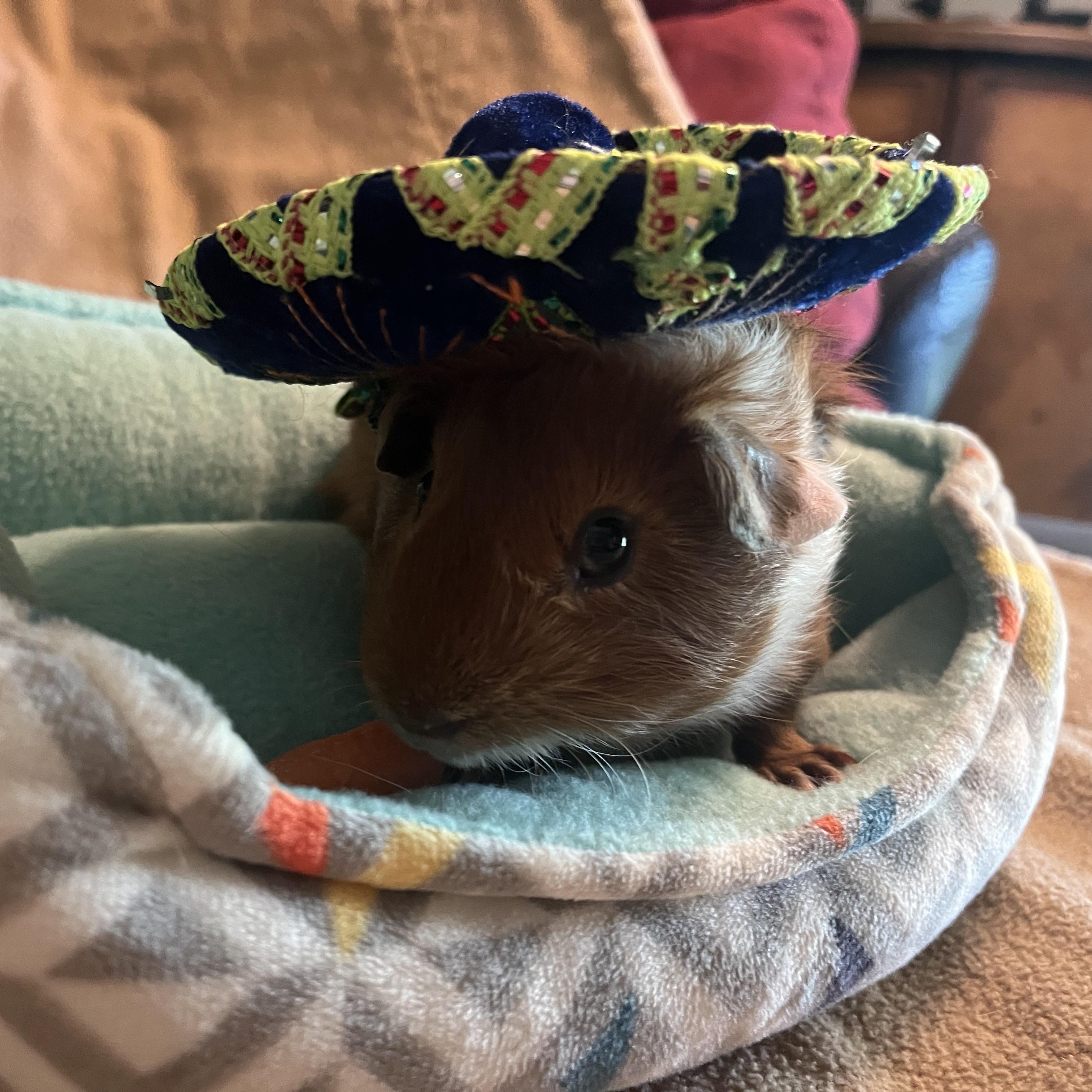 Enlarge Beignet & Empanada, an adoptable Guinea Pig in Austin, TX image 6/6