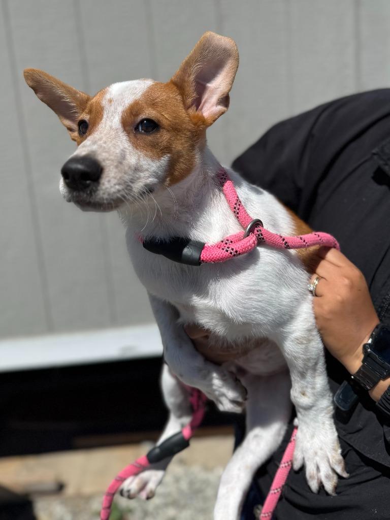 Indie, Adoptable, Puppy Male Cattle Dog & Mixed Breed.