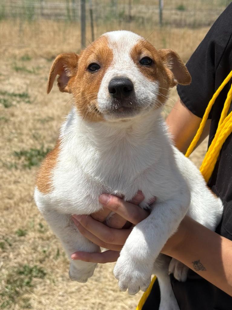 Enlarge Indie, a Adoptable mixed breed in Vacaville, CA image 2/2