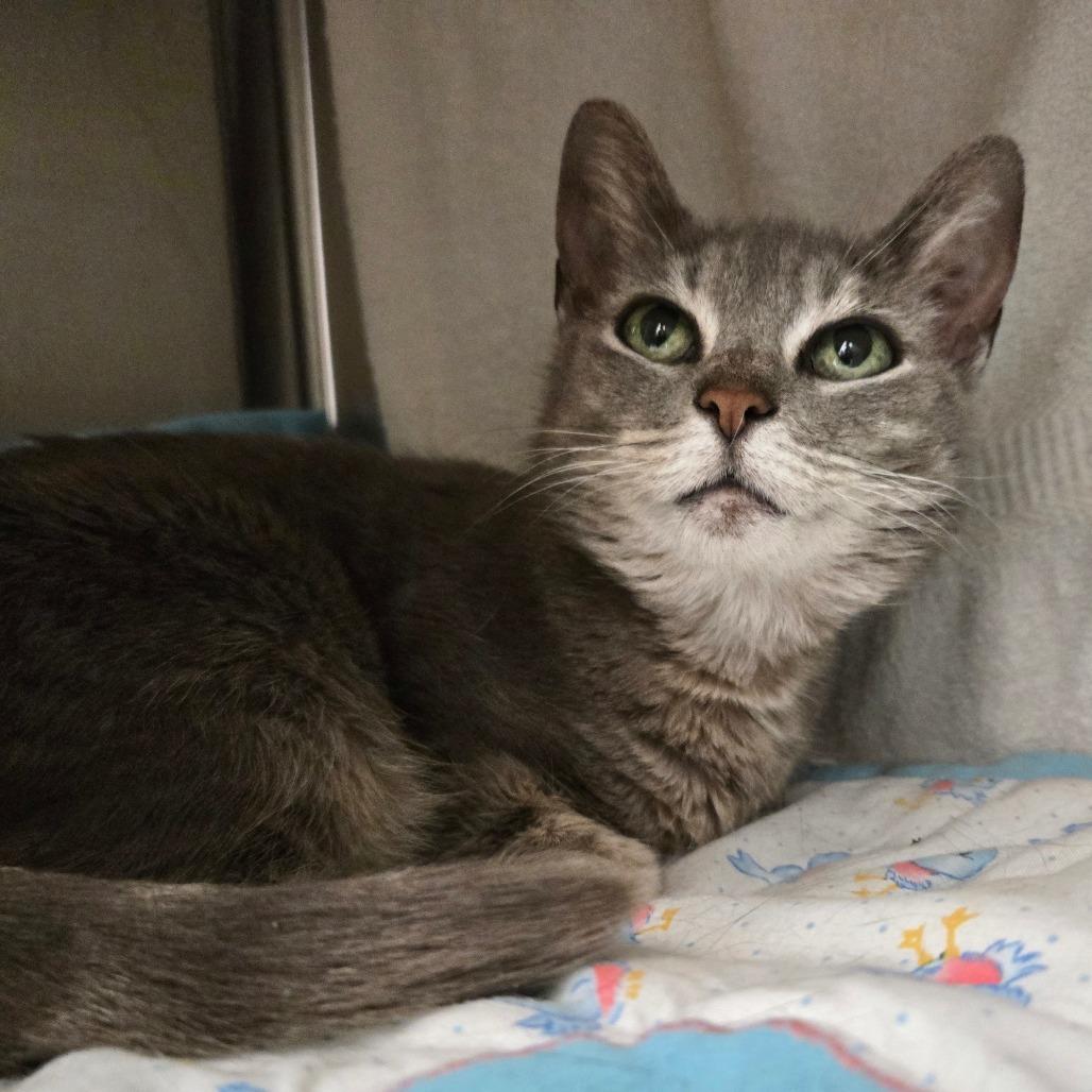 Vera, Adoptable, Senior Female Domestic Short Hair.
