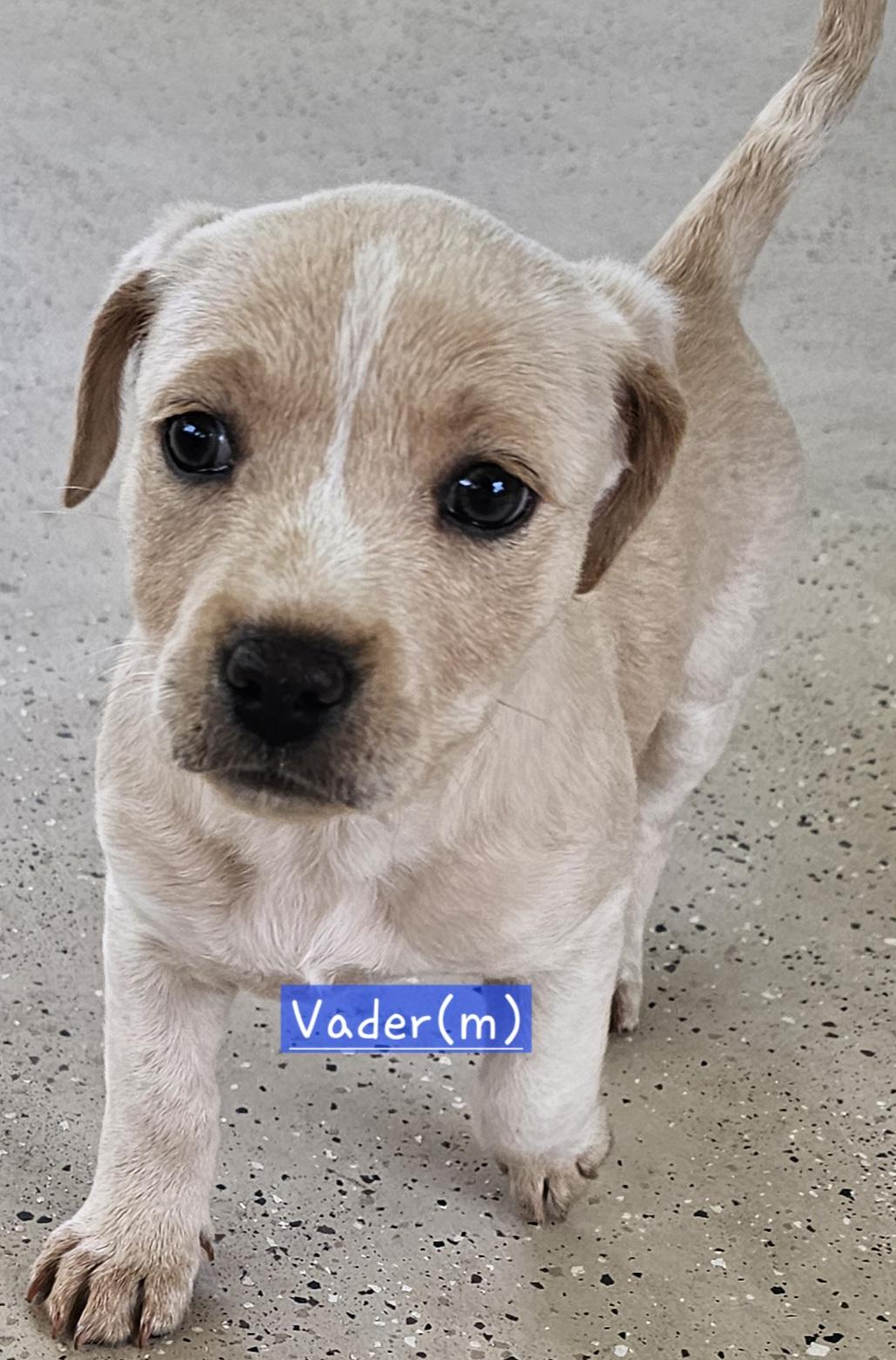 Vader