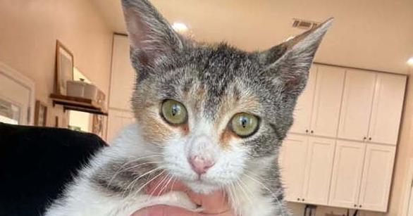 Enlarge Toni, a Adoptable Domestic Short Hair in Thatcher, AZ image 1/1