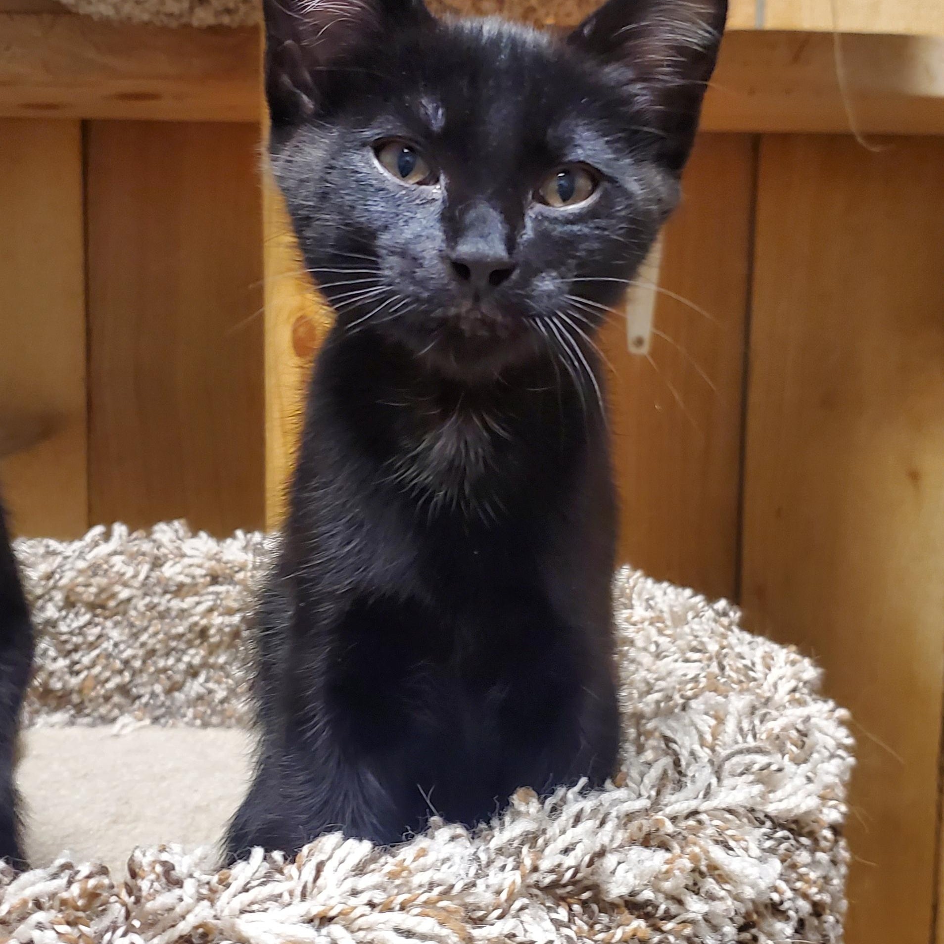 MICKEY, adopted, Kitten Male Domestic Short Hair.