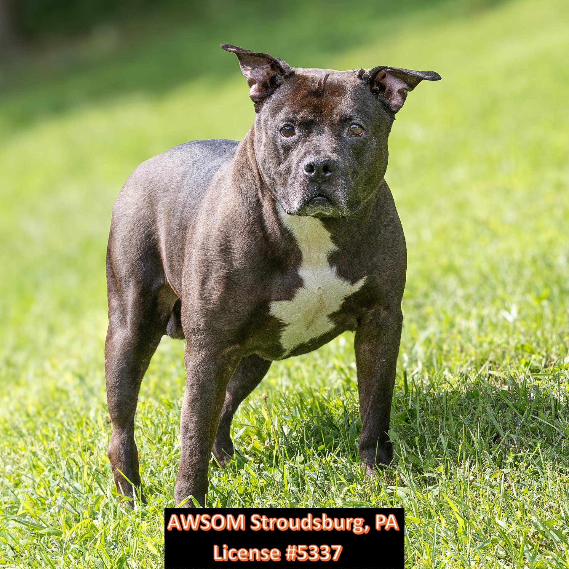 Enlarge Cash, a ADOPTABLE mixed breed in Stroudsburg, PA image 1/2