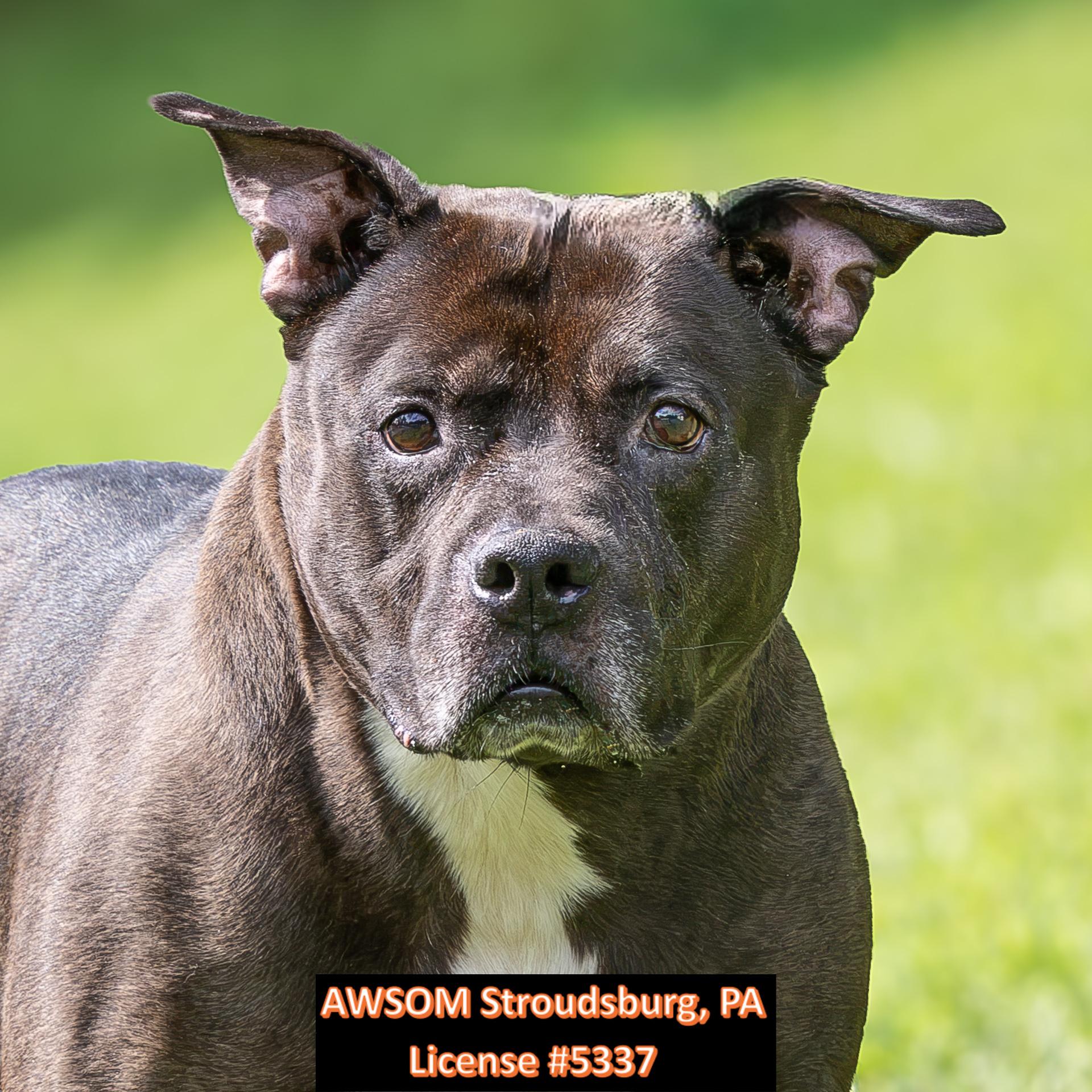 Enlarge Cash, a ADOPTABLE mixed breed in Stroudsburg, PA image 2/2