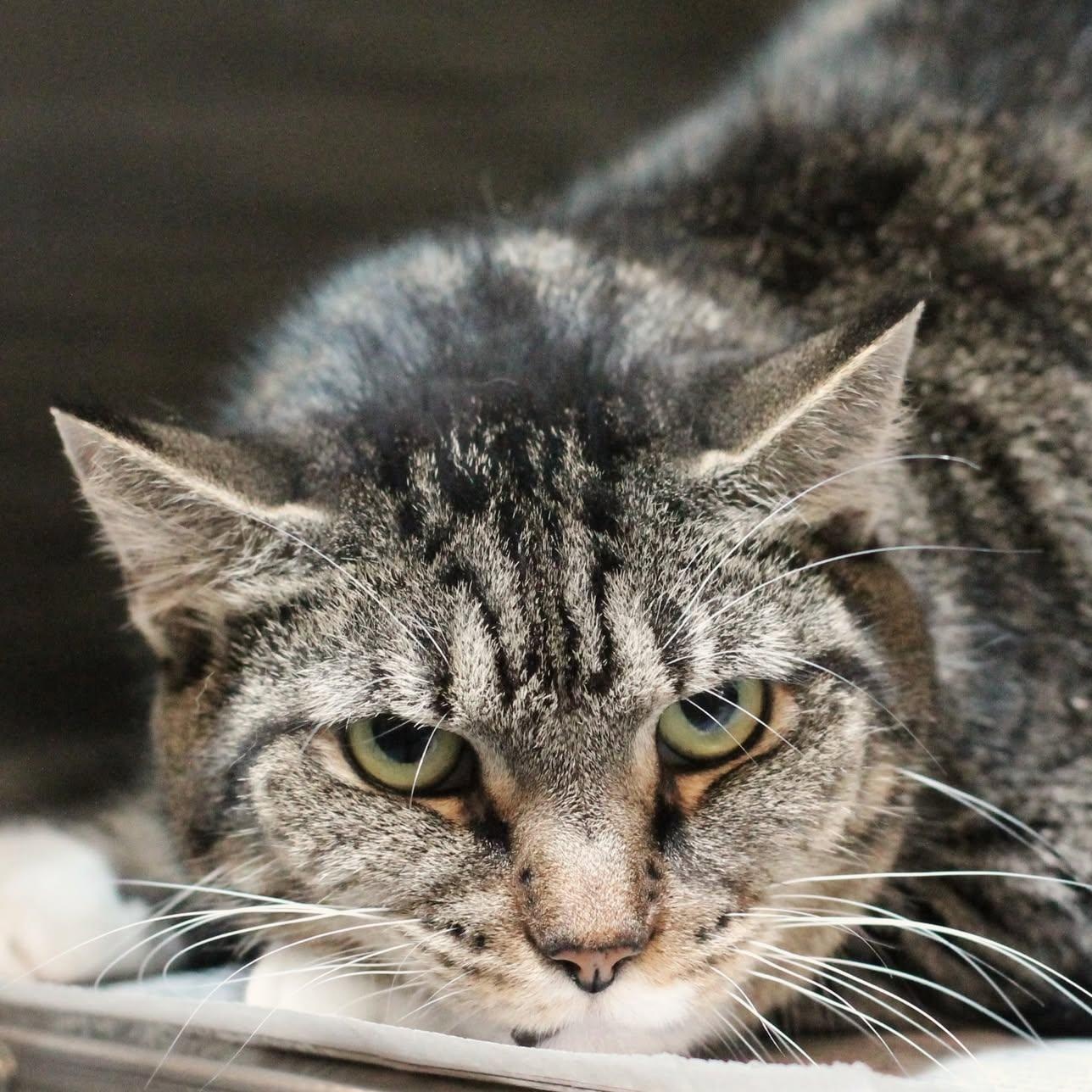Enlarge 25-01063, a Adoptable Domestic Short Hair in Fredericksburg, VA image 1/1