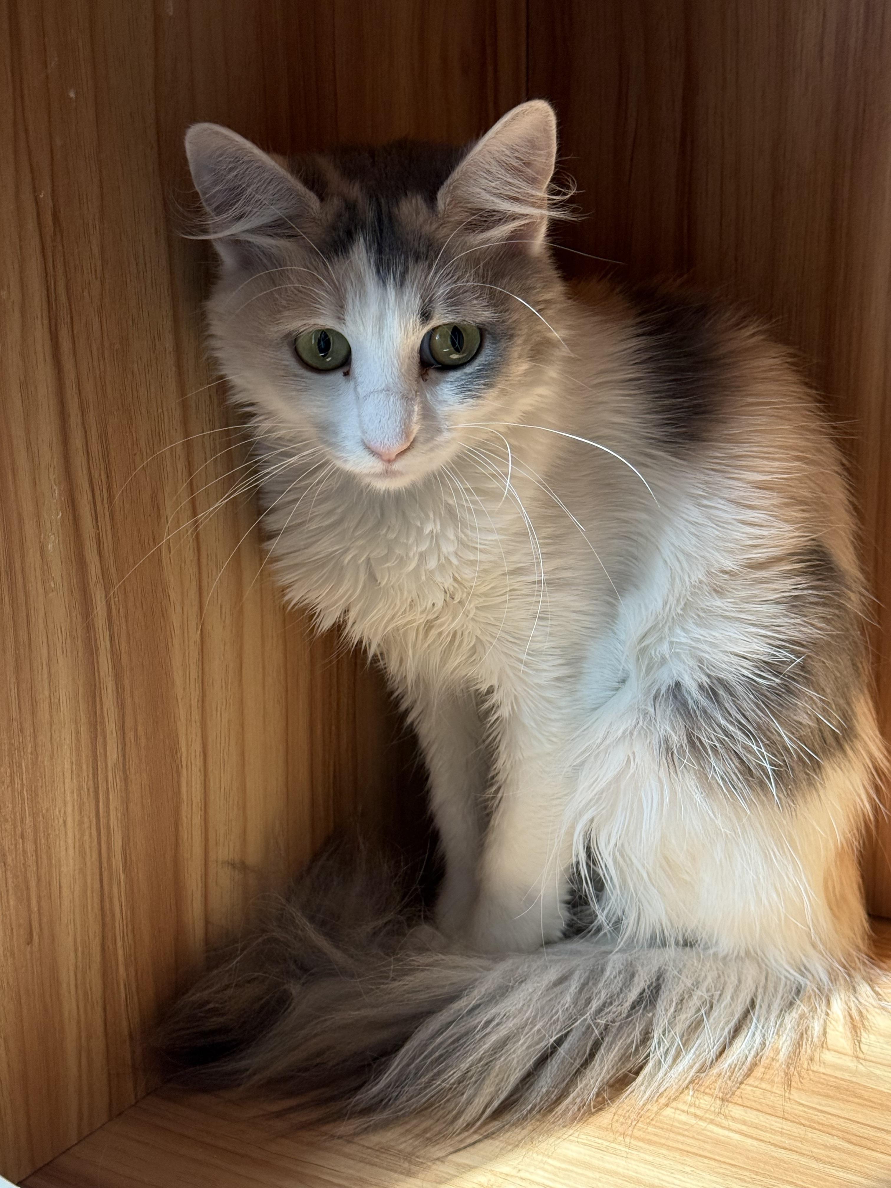 Enlarge Stella, an adopted Domestic Long Hair in Old Bridge, NJ image 2/2
