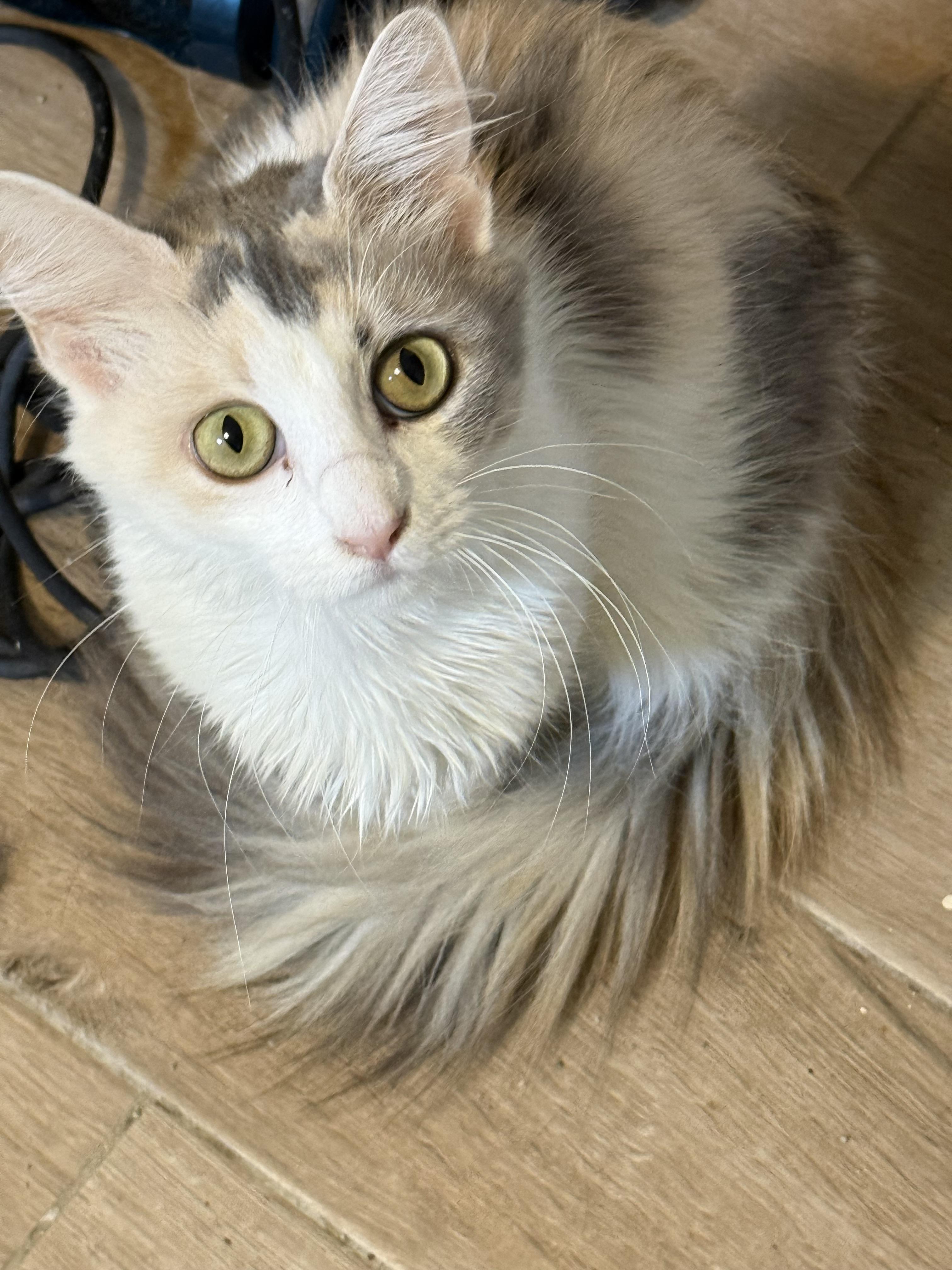 Enlarge Stella, an adopted Domestic Long Hair in Old Bridge, NJ image 1/2