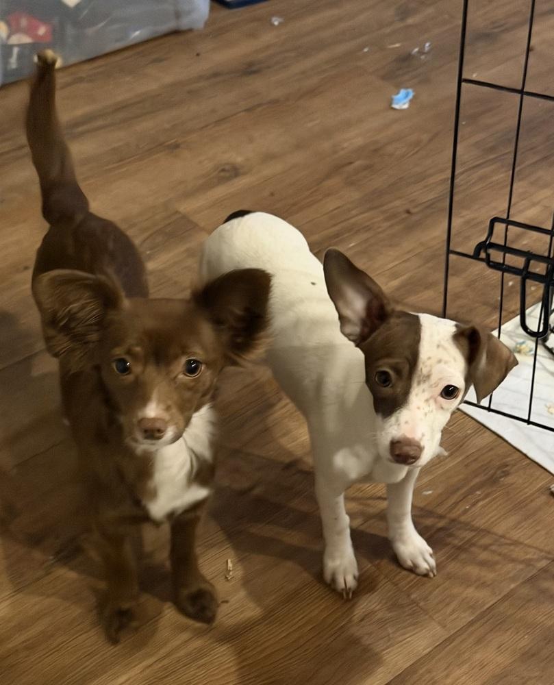 Freckles, Adoptable, Puppy Female Chihuahua.