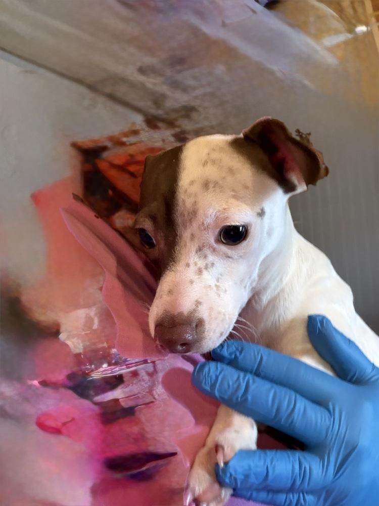 Enlarge Freckles, a Adoptable mixed breed in Waterloo, IL image 2/2