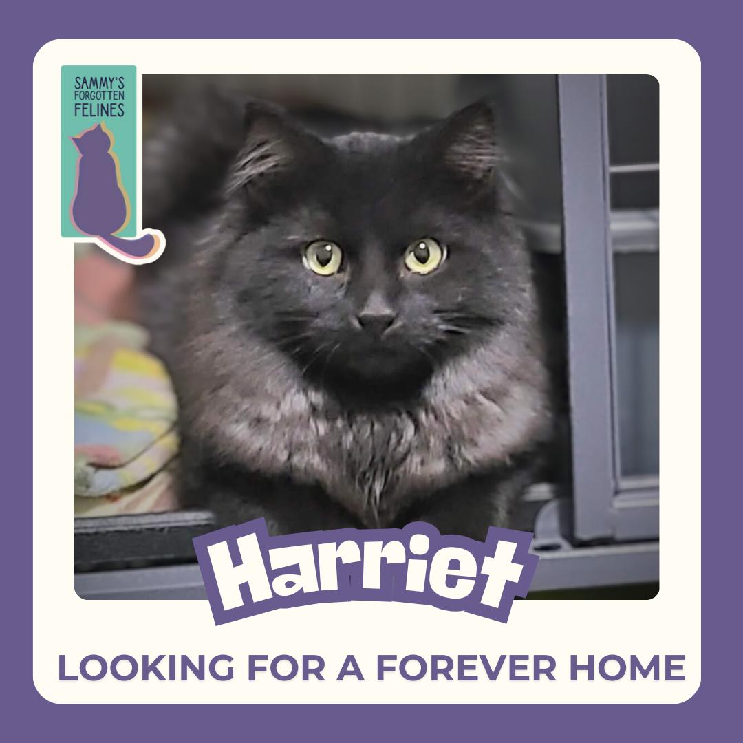 Harriet, Adopted, Young Female Domestic Medium Hair.