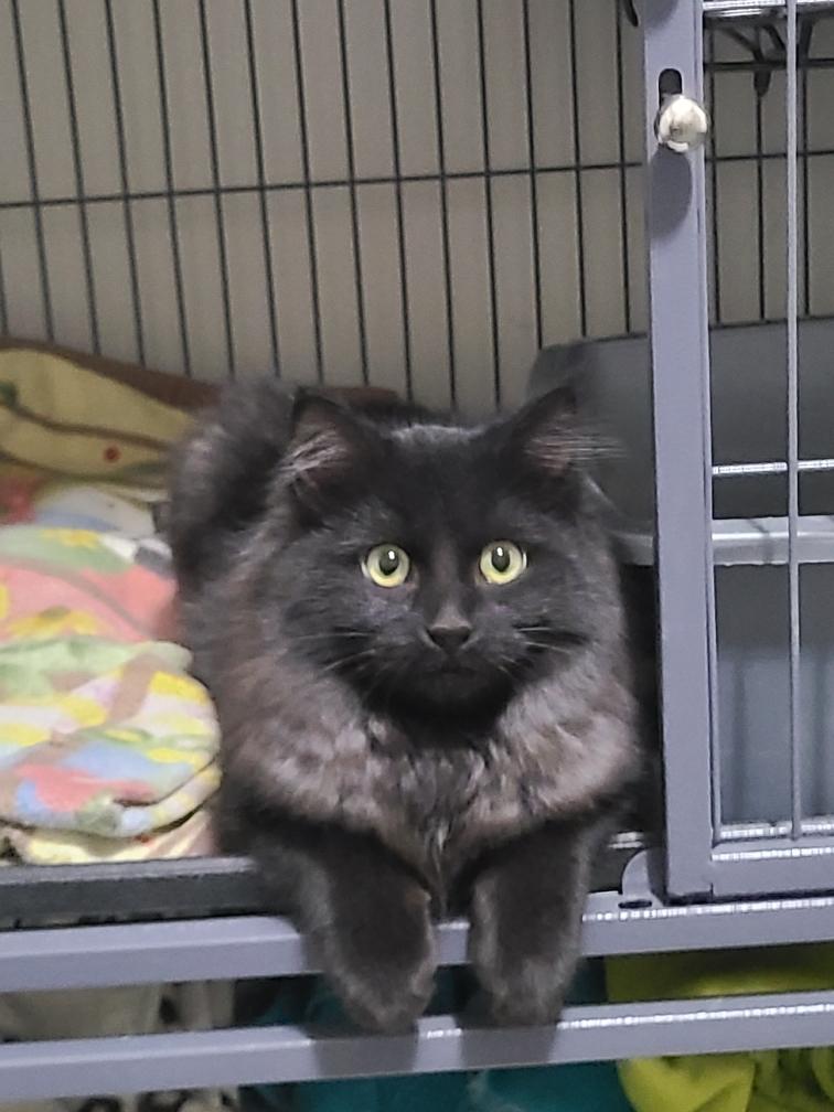 Enlarge Harriet, a Adopted Domestic Medium Hair in Kamloops, BC image 2/2