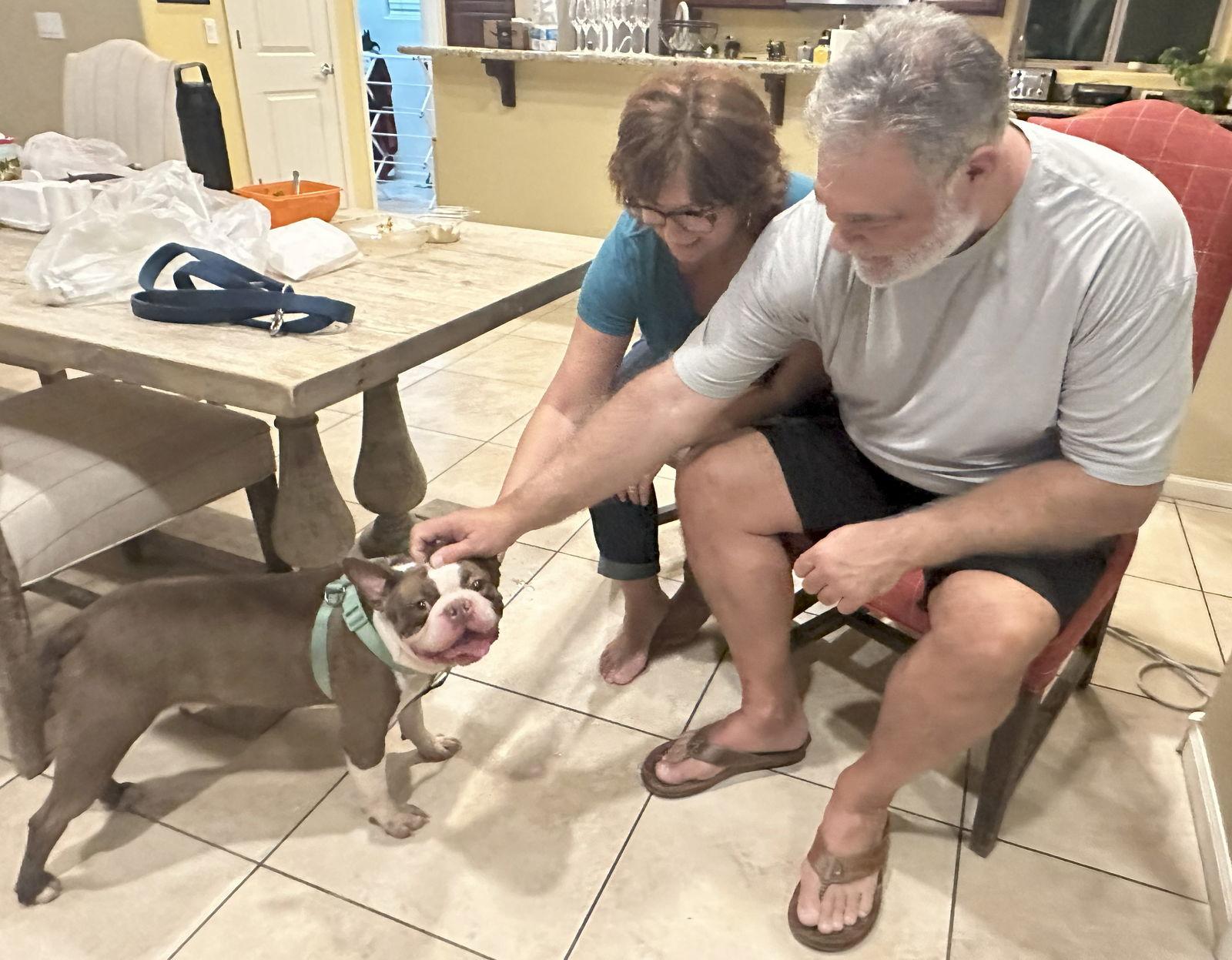 Duke, Adopted, Young Male Boston Terrier.